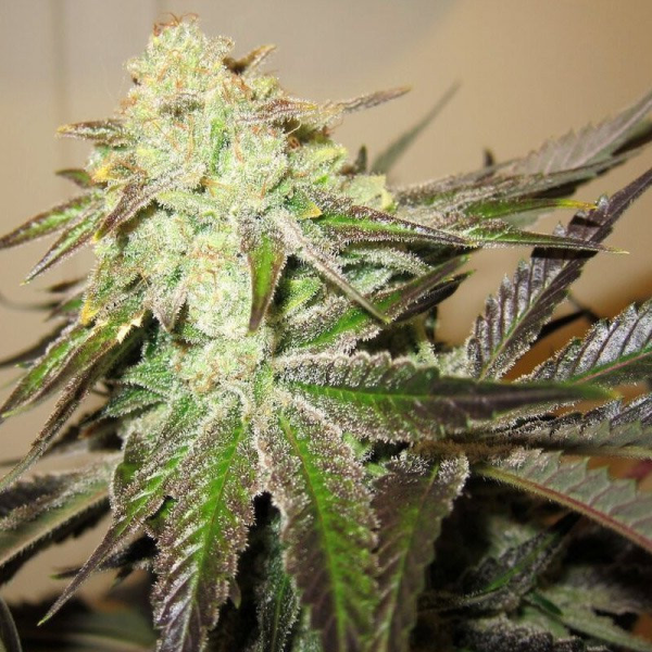 818 Headband Aka Sour OG - THE CALI CONNECTION | TanieSianie.pl