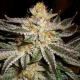 818 Headband Aka Sour OG - THE CALI CONNECTION | TanieSianie.pl