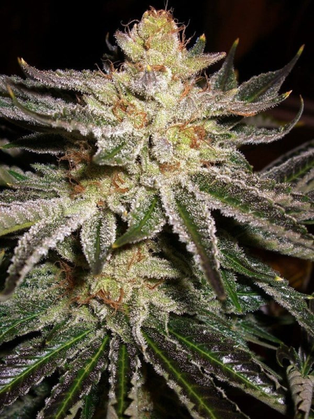 818 Headband Aka Sour OG - THE CALI CONNECTION | TanieSianie.pl