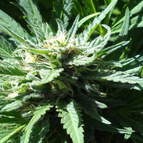 Pineapple Slick - Original Sensible Seeds | TanieSianie.pl