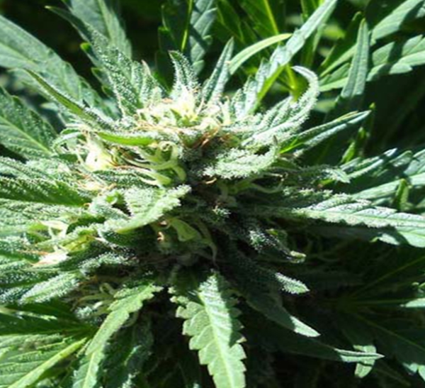Pineapple Slick - Original Sensible Seeds | TanieSianie.pl