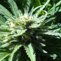 Pineapple Slick - Original Sensible Seeds