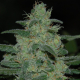 Pure Kush - Original Sensible Seeds | TanieSianie.pl