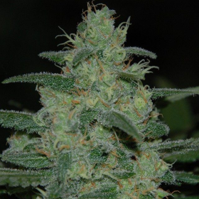 Pure Kush - Original Sensible Seeds | TanieSianie.pl