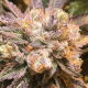 Purple Chem - THE CALI CONNECTION | TanieSianie.pl