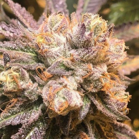 Purple Chem - THE CALI CONNECTION | TanieSianie.pl