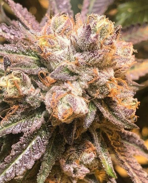 Purple Chem - THE CALI CONNECTION | TanieSianie.pl