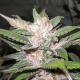 Purple Chem - THE CALI CONNECTION | TanieSianie.pl
