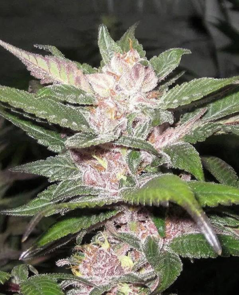 Purple Chem - THE CALI CONNECTION | TanieSianie.pl