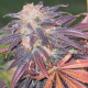 Purple Chem - THE CALI CONNECTION | TanieSianie.pl