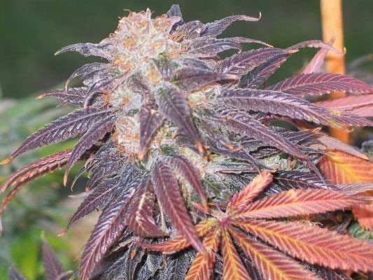Purple Chem - THE CALI CONNECTION | TanieSianie.pl
