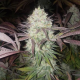 Purple Crack - THE CALI CONNECTION | TanieSianie.pl