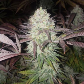 Purple Crack - THE CALI CONNECTION | TanieSianie.pl