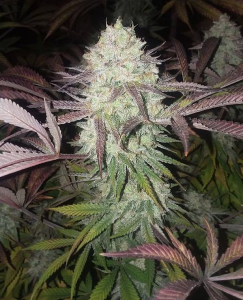 Purple Crack - THE CALI CONNECTION | TanieSianie.pl