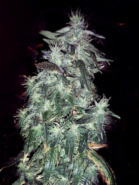 Purple Crack - THE CALI CONNECTION | TanieSianie.pl