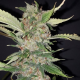 Purple Crack - THE CALI CONNECTION | TanieSianie.pl