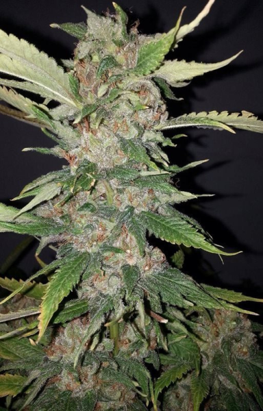 Purple Crack - THE CALI CONNECTION | TanieSianie.pl