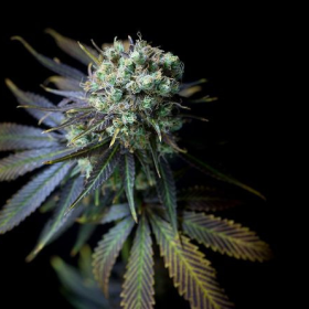 Dinamed CBD - DINAFEM | TanieSianie.pl