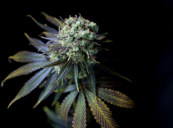 Dinamed CBD - DINAFEM | TanieSianie.pl