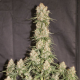 Auto Blueberry - DUTCH PASSION | TanieSianie.pl
