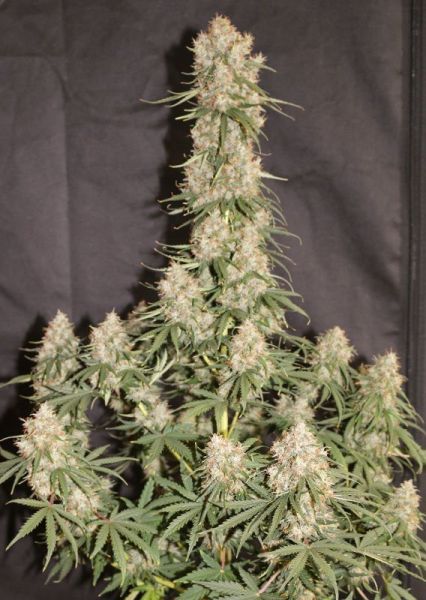 Auto Blueberry - DUTCH PASSION | TanieSianie.pl