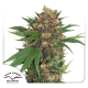 Masterkush - DUTCH PASSION | TanieSianie.pl