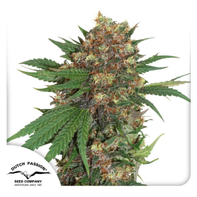 Masterkush - DUTCH PASSION | TanieSianie.pl