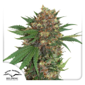 Masterkush - DUTCH PASSION
