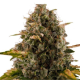 Royal Moby - ROYAL QUEEN SEEDS | TanieSianie.pl