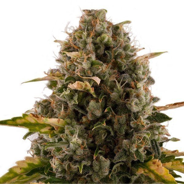 Royal Moby - ROYAL QUEEN SEEDS | TanieSianie.pl