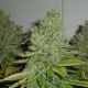 SFV OG Kush - THE CALI CONNECTION | TanieSianie.pl