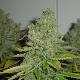 SFV OG Kush - THE CALI CONNECTION | TanieSianie.pl
