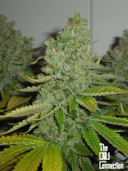 SFV OG Kush - THE CALI CONNECTION | TanieSianie.pl
