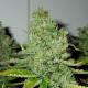 SFV OG Kush - THE CALI CONNECTION | TanieSianie.pl