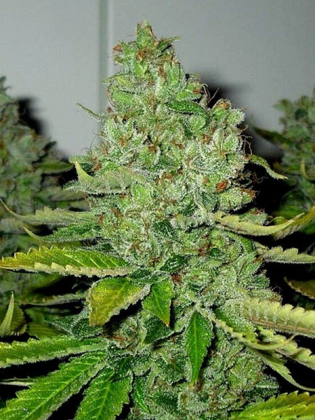 SFV OG Kush - THE CALI CONNECTION | TanieSianie.pl