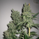 SFV OG Kush - THE CALI CONNECTION | TanieSianie.pl