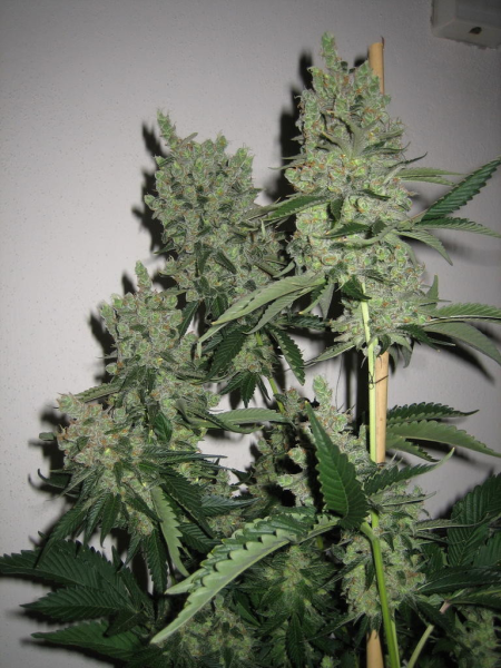 SFV OG Kush - THE CALI CONNECTION | TanieSianie.pl