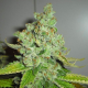 SFV OG Kush - THE CALI CONNECTION | TanieSianie.pl