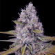 Tahoe OG Kush - THE CALI CONNECTION | TanieSianie.pl
