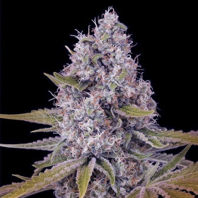 Tahoe OG Kush - THE CALI CONNECTION | TanieSianie.pl
