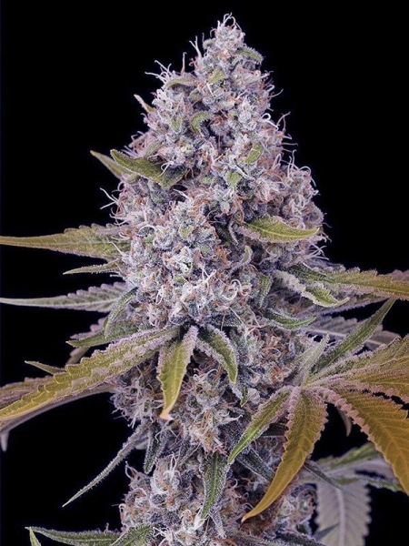 Tahoe OG Kush - THE CALI CONNECTION | TanieSianie.pl