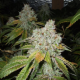 Tahoe OG Kush - THE CALI CONNECTION | TanieSianie.pl