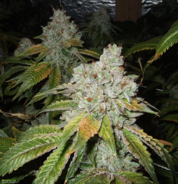 Tahoe OG Kush - THE CALI CONNECTION | TanieSianie.pl