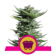 Shining Silver Haze - ROYAL QUEEN SEEDS | TanieSianie.pl
