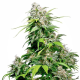 California Indica - SENSI SEEDS | TanieSianie.pl