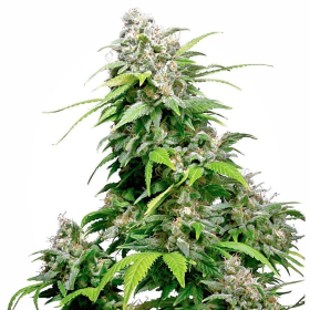 California Indica - SENSI SEEDS | TanieSianie.pl