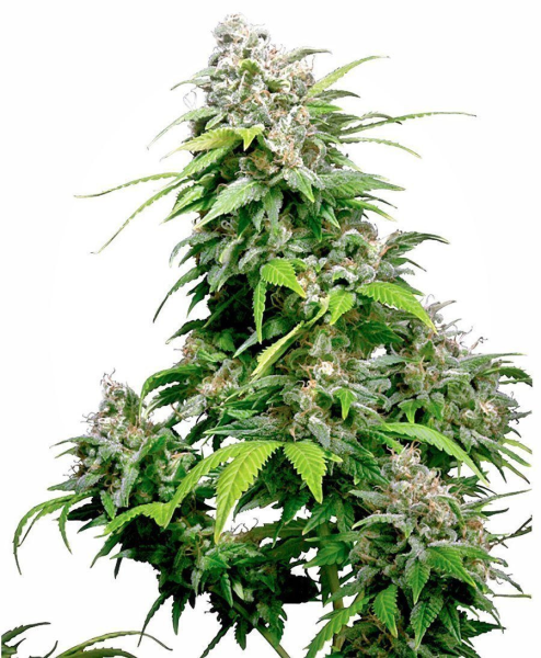 California Indica - SENSI SEEDS | TanieSianie.pl