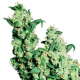 Jack Herer - SENSI SEEDS | TanieSianie.pl