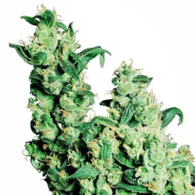 Jack Herer - SENSI SEEDS | TanieSianie.pl