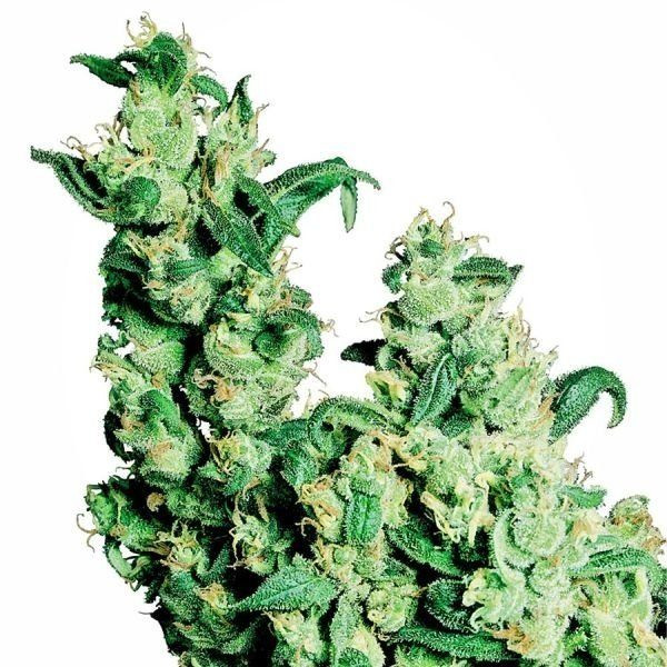 Jack Herer - SENSI SEEDS | TanieSianie.pl
